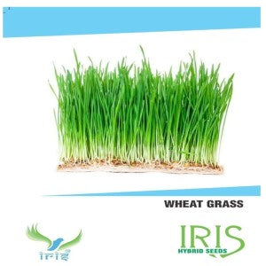 IRIS HYBRID HERB SEEDS WHEAT GRASS