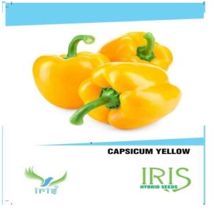 IRIS HYBRID VEGETABLE SEEDS YELLOW CAPSICUM