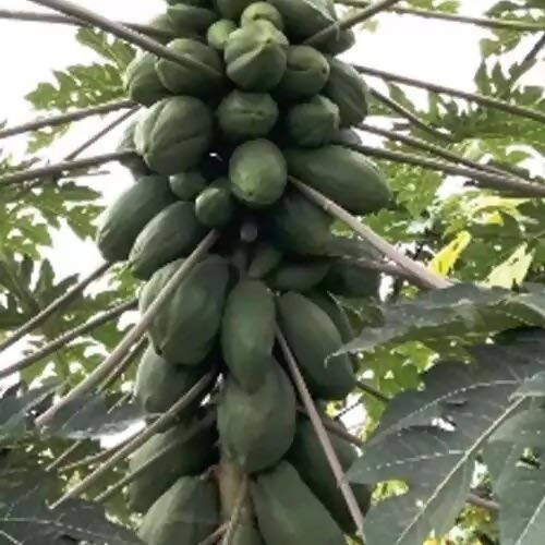 INDUS PAPAYA RED SUN DWARF F1 HYBRID SEEDS