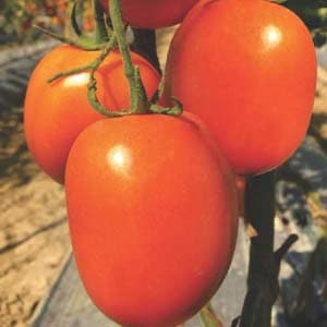 ARYAMAN TOMATO SEEDS