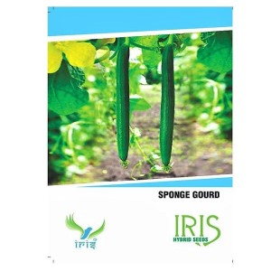 IRIS HYBRID VEGETABLE SEEDS SPONGE GOURD