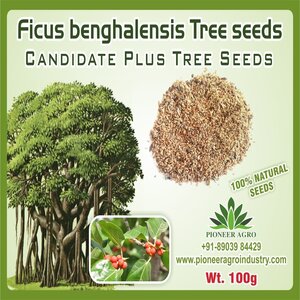 PIONEER AGRO BANYAN TREE SEEDS