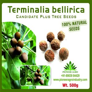 PIONEER AGRO TERMINALIA BELLIRICA SEEDS