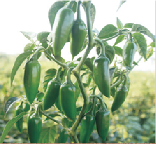 BULLET HPH 4968 CHILLI