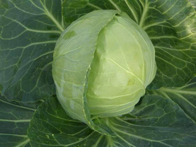 PAN 1181 HYBRID CABBAGE