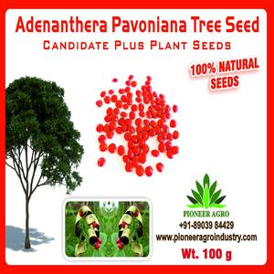 PIONEER AGRO ADENANTHERA PAVONIANA