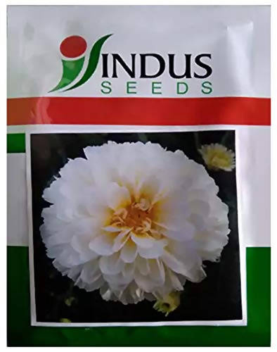 INDUS BIJILEE SHUBHRA SNOW WHITE SEEDS