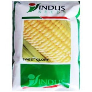 INDUS SWEET CORN SWEET GLORY SEEDS