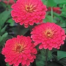 ZINNIA