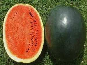 NS 200 WATERMELON SEEDS