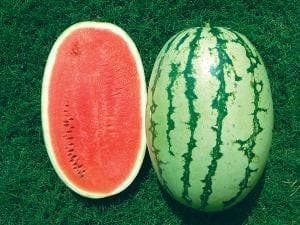 NS 750 WATERMELON