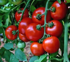 INDUS TOMATO 70 F1 HYBRID SEEDS