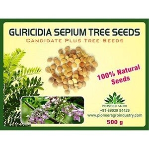 GLIRICIDIA SEPIUM TREE SEEDS