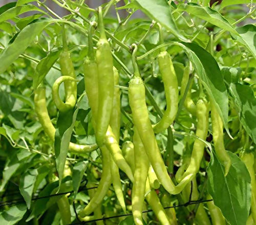 INDUS CHILLI JALSA 3 HYBRID SEEDS