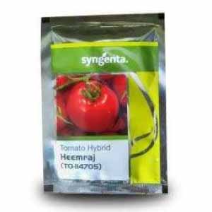 HEEMRAJ TOMATO