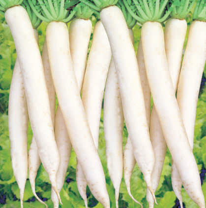 SYNGENTA IVORY WHITE RADISH