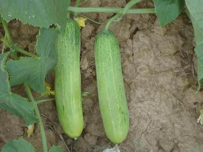 PAN MADHURI HYBRID CUCUMBER GREEN