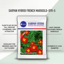 SARPAN HYBRID FRENCH MARIGOLD - 5 RED SEEDS