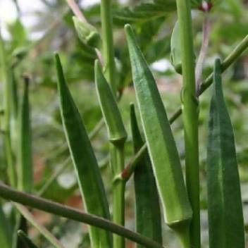 SHINE OKRA DHAMINI F1 HYBRID SEEDS