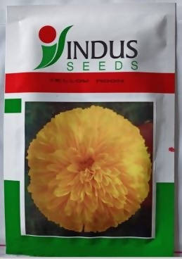 INDUS BIJILEE YELLOW MOON SEEDS