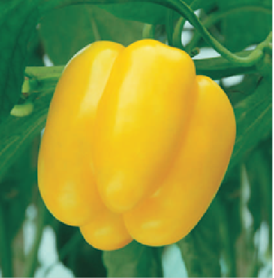 OROBELLE CAPSICUM