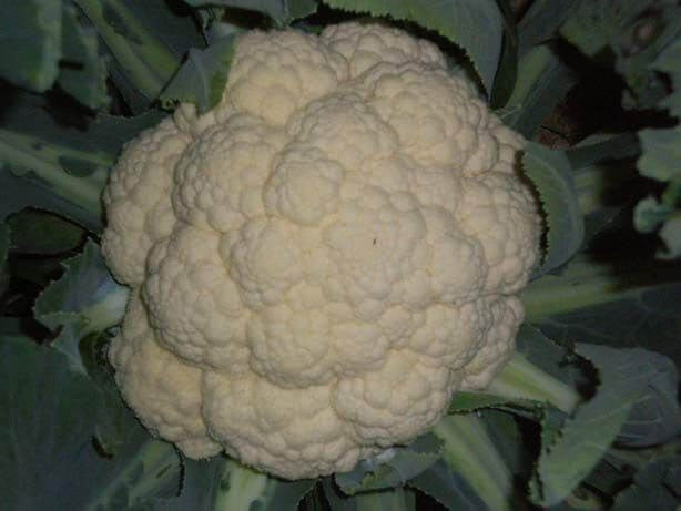 PAN 3003 HYBRID CAULIFLOWER