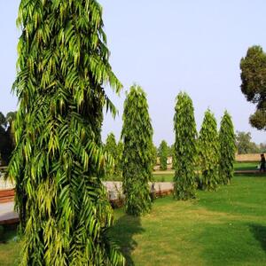 POLYALTHIA LONGIFOLIA TREE SEED