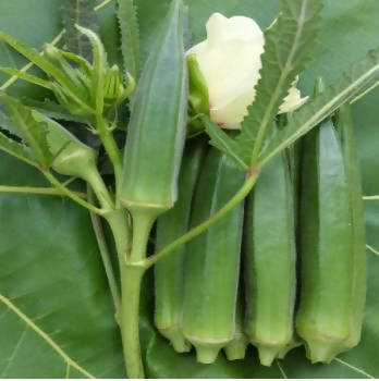 JAVA OKRA NURVI F1 HYBRID SEEDS