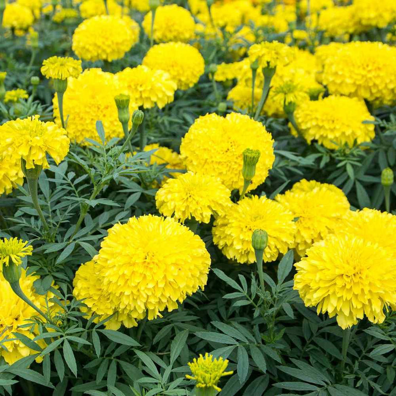 MARIGOLD YELLOW FLOWER SEEDS