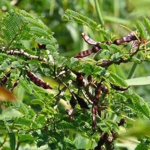 PIONEER AGRO ACACIA CONCINNA SEEDS