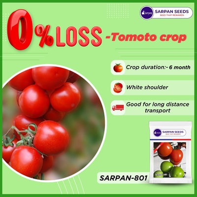 SARPAN TOMATO-801 SEEDS