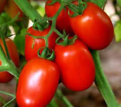 INDUS TOMATO 106 F1 HYBRID SEEDS