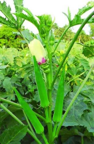 SHINE OKRA DHAMINI F1 HYBRID SEEDS