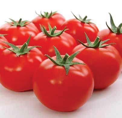 ADI TOMATO - SEEDS