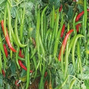 AKSHI CHILLI - SEEDS