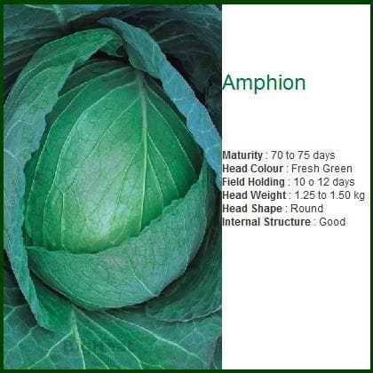 AMPHION CABBAGE SEEDS