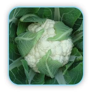 ANANDI CAULIFLOWER SEEDS