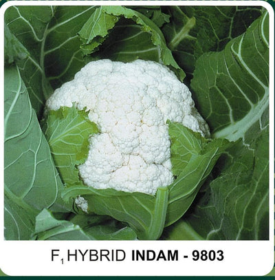 INDAM 9803 CAULIFLOWER