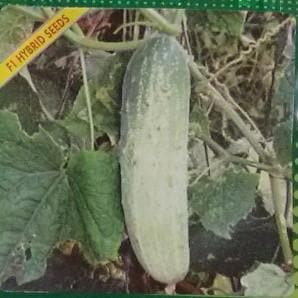 INDAM SWADISHT CUCUMBER SEEDS