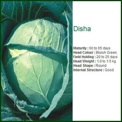 DISHA CABBAGE