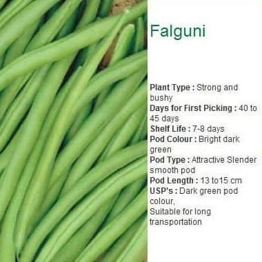 FALGUNI GARDEN BEAN