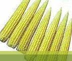 G5414 BABYCORN SEEDS