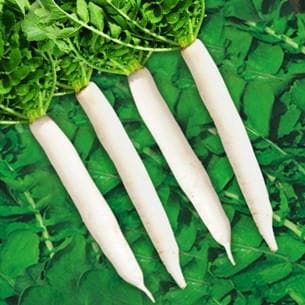 SUNGRO MAHY 22 RADISH