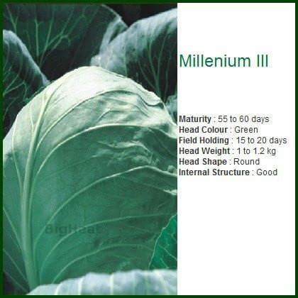 MILLENIUM III CABBAGE