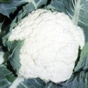 NS 1452 CAULIFLOWER SEEDS