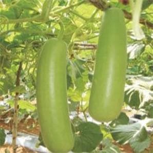 NS 443 BOTTLE GOURD