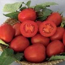 NS 501 TOMATO SEEDS