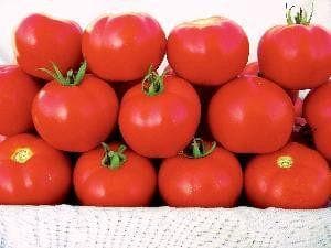 NS 526 TOMATO SEEDS