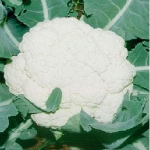 NS 60 CAULIFLOWER