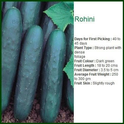 ROHINI CUCUMBER - रोहिणी